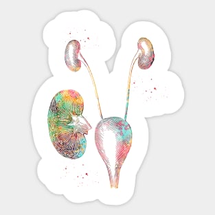 Urinary system Sticker